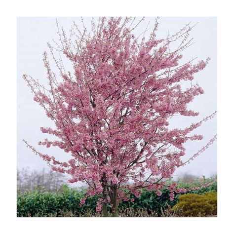 Prunus Okame Cherry Blossom Tree Cheap Fruit Trees Store