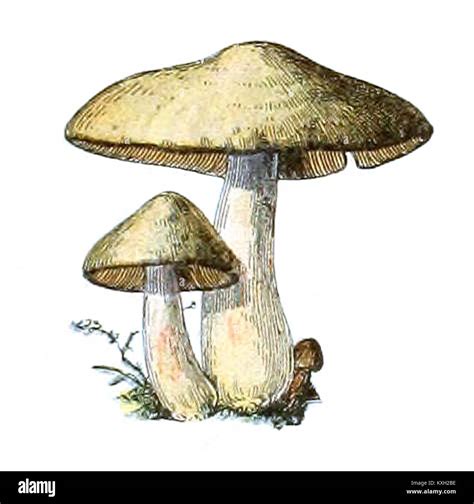 Adolphe Millot Champignons Pour Tous Fixed Stock Photo Alamy