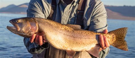 How to Go Lake Fishing For Trout