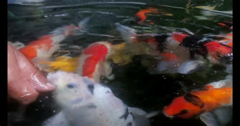 footage goldfish and koi 5484403 Stock Video at Vecteezy