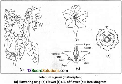 Ts Inter 1st Year Botany Study Material Chapter 8 Taxonomy Of