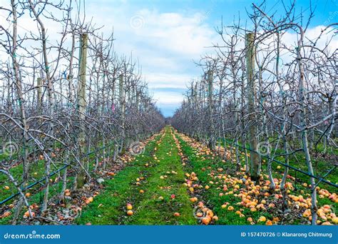 Apple Orchard In Autumn Winter Season I Stock Photo Image Of Bunch