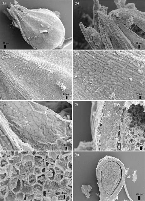 Fruit Micromorphology SEM A Achene Exocarp With Ribs Male Flower