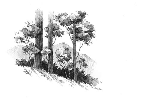 Trees Ania Przybylko Tree Sketches Landscape Drawings Nature Sketch