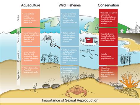 Frontiers Ocean Acidification Does Not Overlook Sex Review Of