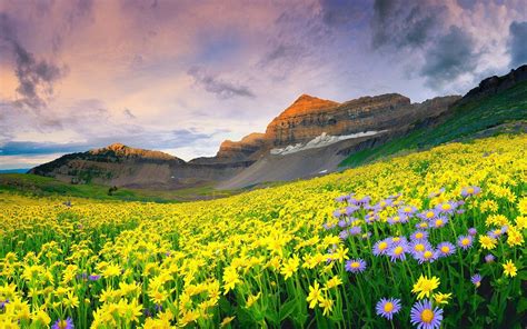 Beautiful Mountain Valley Of Flowers Wallpaper [1920x1200]