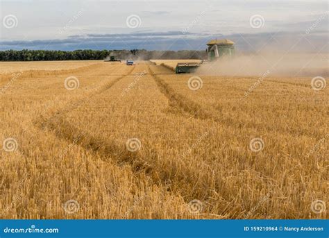 Swift Current SK Canada Sept 8 2019 Two Combines And A Grain Truck