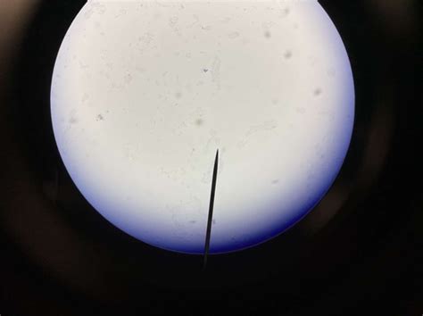 Lab Practical 2 Bio 2 Flashcards Quizlet