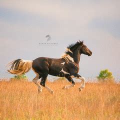 Фотографія Мьюз / Бондаренко Виктория / photographers.ua
