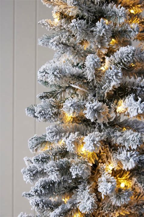 Pick Up Only Scandinavian Fir 75ft Tree The White Christmas Co