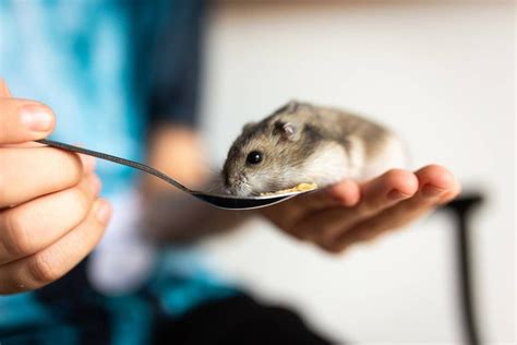 Cara Membedakan Hamster Jantan Dan Betina Dengan Mudah Kumparan