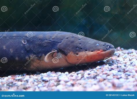 Electric eel stock photo. Image of predator, apex, animal - 28145132