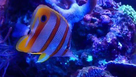 Copper Banded Butterflyfish Stock Video Footage 4K And HD Video Clips