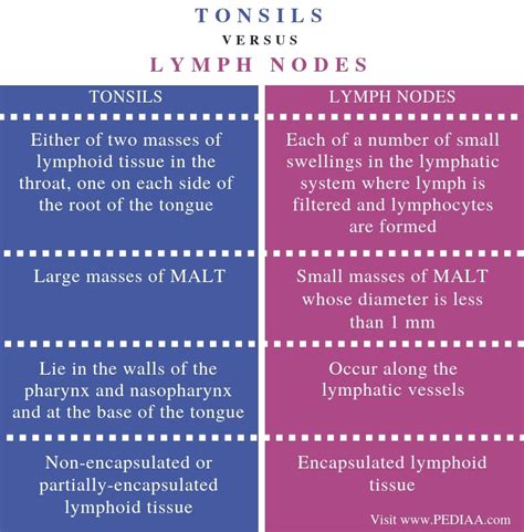 What is the Difference Between Tonsils and Lymph Nodes - Pediaa.Com