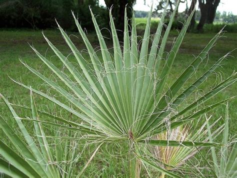 Graines De Washingtonia Filifera Palmier Jupon De Californie