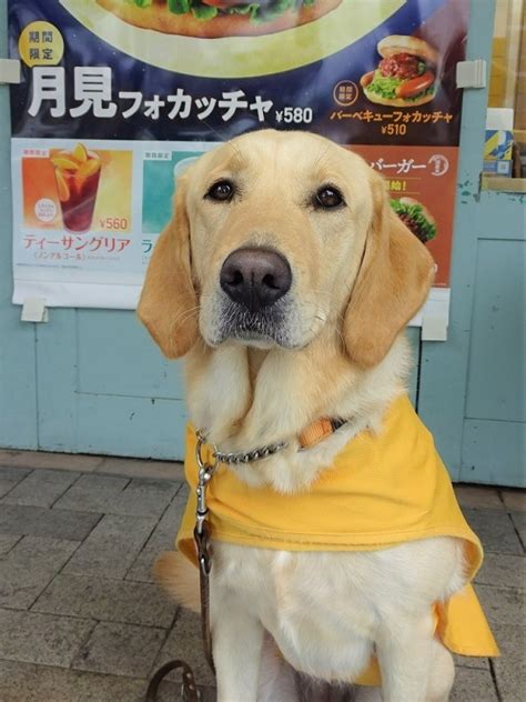 【兵庫】兵庫盲導犬協会への募金活動と寄付を実施 ｜ 店舗で取り組む ｜ モスの森 ｜ モスバーガー公式サイト