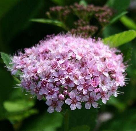 Спирея саженцы купить в Москве: цена в питомнике с доставкой