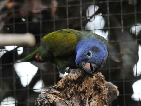 The Online Zoo - Blue-headed Parrot