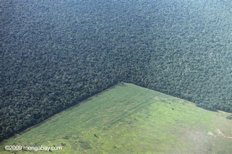 Brazil Needs More Incentive to Battle Deforestation | The Epoch Times