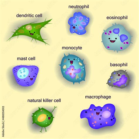 Set Of Innate Immune System Cells Cartoon Cute Funny Vector