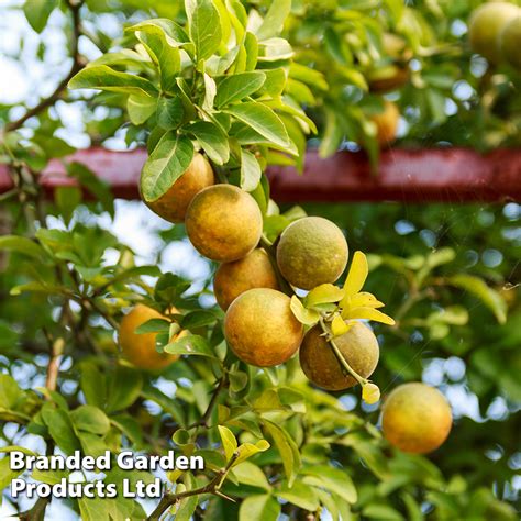 Citrus trifoliata (Citrus Fruit) | Dobies