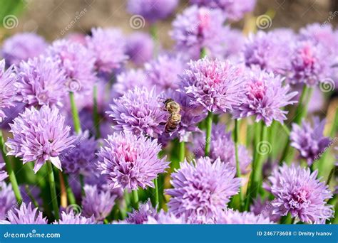 Una Abeja En El Centro Del Cuadro Que Recoge El Polen De Una Flor Foto