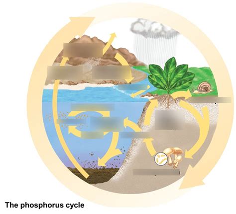 Phosphorous Cycle Diagram | Quizlet