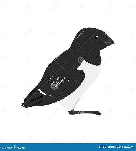 Dovekie Bird Stock Illustrations – 7 Dovekie Bird Stock Illustrations