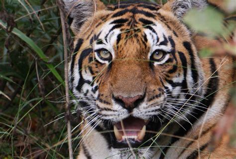 animal embassy programs