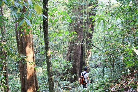 Days Trek Gibbon Trail In Vieng Phoukha Phou Iu Travel Ecotourism