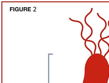 H. pylori testing: All methods are not created equal - TECHLAB, Inc.