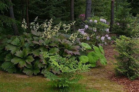 24 Deep Shade Garden Plants Ideas To Consider Sharonsable