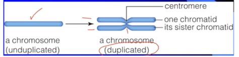 Biology Chapter 8 - DNA Structure and Function Flashcards | Quizlet 