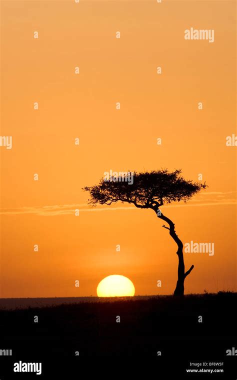 Sunrise in the Mara - Masai Mara National Reserve, Kenya Stock Photo ...