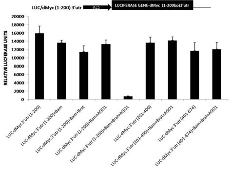 (Upper) Schematic diagram of a reporter containing luciferase (luc ... 