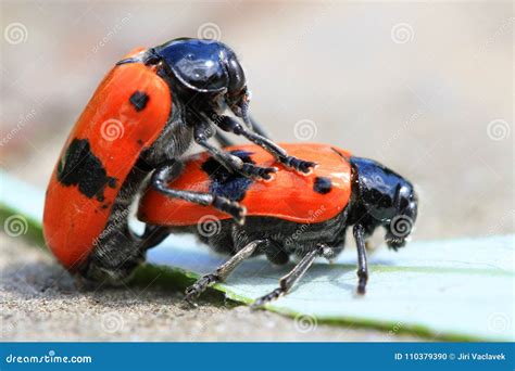 Two Orange Beetles Are Having Sex Stock Photo Image Of Closeup Macro