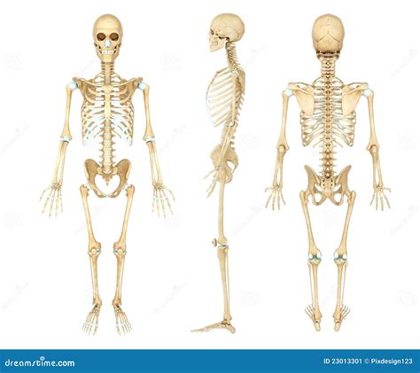 Illustrazione Di Anatomia Di Uno Scheletro Umano Illustrazione Di Stock