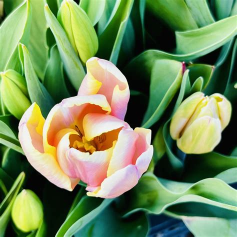 Flower Farm Victoria Bc | Best Flower Site