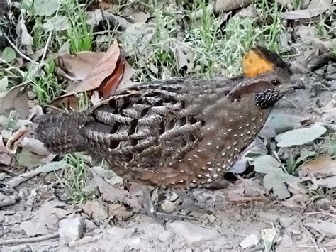 Birds of The World: New World Quail (Odontophoridae)