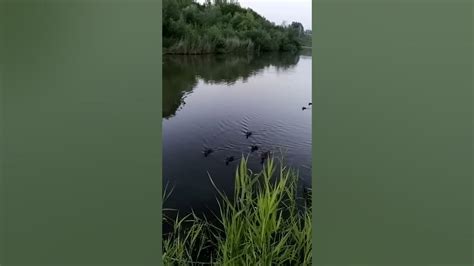 Утиный заплыв))) на Высоцкого. - YouTube