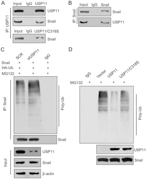 Upregulation Of Usp11 Promotes Epithelial‑to‑mesenchymal Transition By