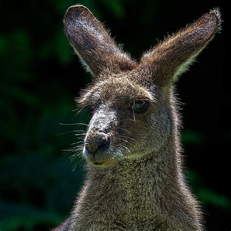 Kangaroo Portrait By Mr Bennett Kent Kangaroo Wildlife Photography