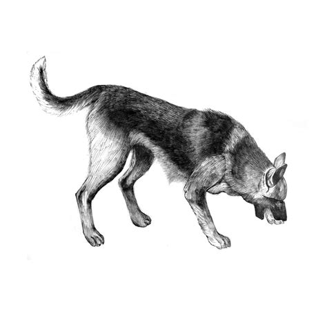 German Shepherd Dog Pencil Sketch Drawing | German shepherd dogs ...