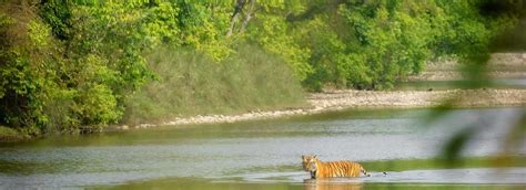 Bardia National Park One Of The Best And Largest National Parks In Nepal