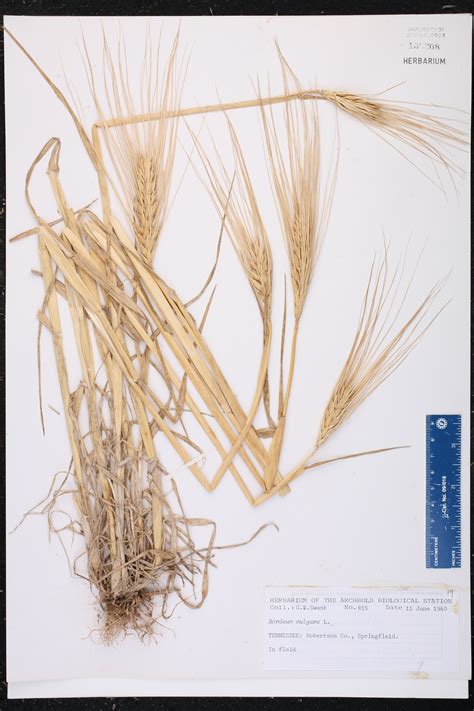 Hordeum vulgare - Species Page - ISB: Atlas of Florida Plants