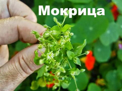Мокрица – описание и польза травы и различное применение мокрицы в ...