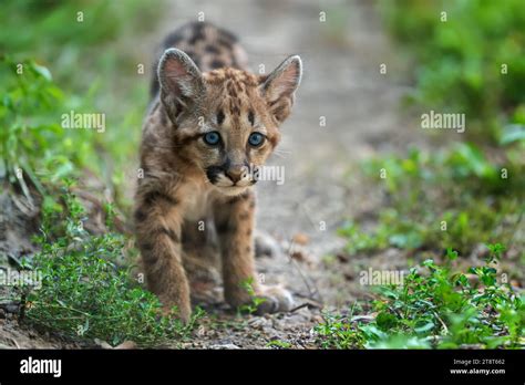Portrait baby cougar, mountain lion or puma in nature. Animal in natural habitat. Wildlife scene