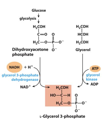 17. Biosynthesis of Triacylglycerol (TAG) Flashcards | Quizlet