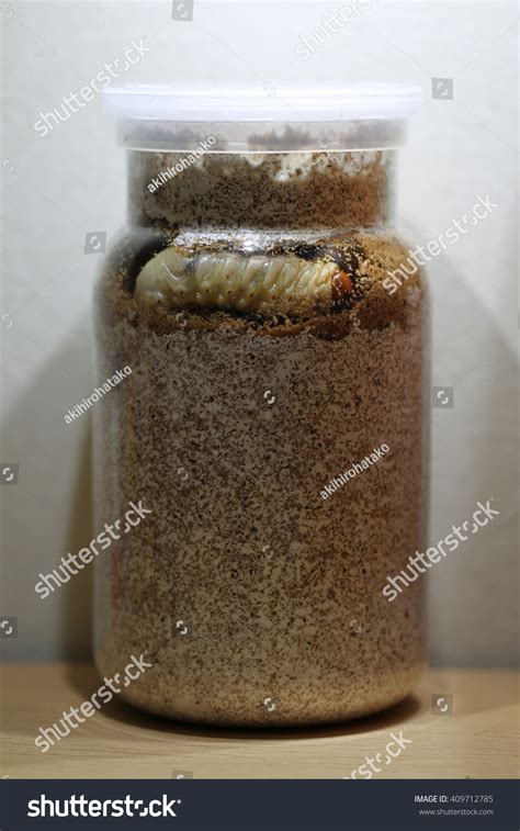 593 Stag Beetle Larvae Images, Stock Photos & Vectors | Shutterstock