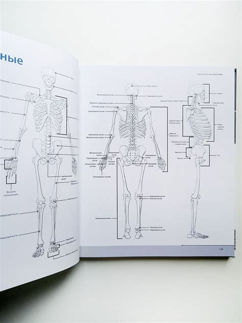 Фигура человека для художника. Большая книга анатомии, референсов и ...